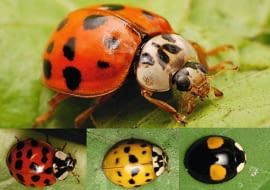 Biedronki azjatyckie