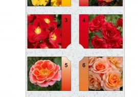 Rabata prostokątna - Różanka 5