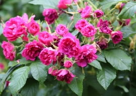 Róża goździkowa ‘F.J.Grootendorst’