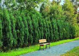 Jałowce skalne wyglądają bardzo efektownie.