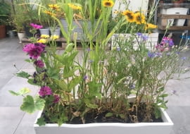 Kwietna łąka w donicy