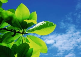 O dekoracyjności magnolii parasolowatej decydują szczególnie okazałe liście.