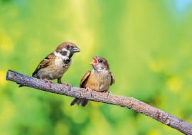 Mazurki (dorosły i podlot)