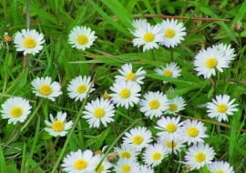 Stokrotka pospolita (Bellis perennis)