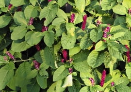 PHYTOLACCA AMERICANA, AMERICAN POKEWEED SLOWA KLUCZOWE: Blume BlŁte Farbe Farbstoff Flora Frucht Gift Giftig Perennial Pflanze Sommer Staude einfšrben fšrben giftiger rot