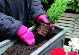 Na widocznym z salonu stole ustawiam coraz to nowe dekoracje roślinne w ozdobnych pojemnikach. Na początek zimy proponuję energetyczną kompozycję w czerwieni. W ziemi, którą trzymam w garażu (nie zamarznie), sadzę jako 'bazę' małe iglaki (tutaj cyprysik). To najwyższe piętro kompozycji.
