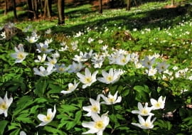 Zawilec gajowy porasta w lasach duże obszary. W ogrodzie można mu powierzyć rolę rośliny okrywowej.