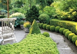 Wooden lounger on terrace beside border with Pachysandra terminalis and clipped Buxus topiary