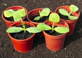 Nasiona ogórków i innych warzyw dyniowatych wysiewamy pojedynczo do osobnych doniczek. Na zdjęciu siewki z liścieniami i pierwszymi liśćmi