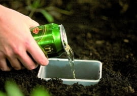 13.06.2006 WARSZAWA SZKODNIKI ZWIERZETA SLIMAK SLIMAKI PULAPKA ZAPORA OCHRONA ROSLIN EKOLOGIA FOT. PAWEL SLOMCZYNSKI / AGENCJA GAZETA