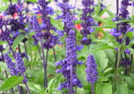 Byliny, które można rozmnażać wiosną przez podział - Szałwia omszona