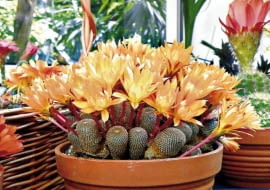 ROSLINY KAKTUSY KWIATY - REBUCJA REBUTIA HELIOSA