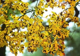 Klon opanowany przez czarną plamistość może już latem zrzucić liście. Najlepiej je zgrabić i spalić!