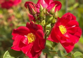 róża “Aragorn’ hod. Łukasz Rojewski