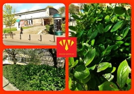 Żywopłoty zamiast słupków