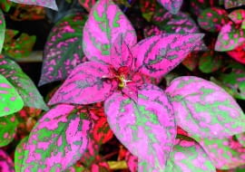 Pędy niedośpianu wymagają częstego skracania.