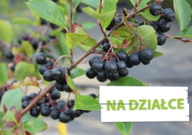 Aronia czarna
