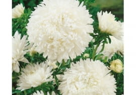 Aster peoniowy biały