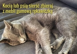 Z kocią i psią sierścią nie zawsze poradzi sobie odkurzacz