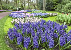 rośliny cebulowe chorują