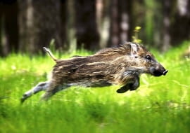 Dzik - i młody (na zdjęciu), i stary - potrafi być bardzo szybki, ale na krótkich dystansach