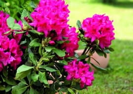 różanecznik, rododendron, rośliny ogrodowe