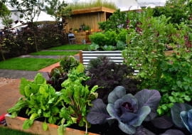 Warzywa uprawiane w dużych skrzyniach (m.in. kapusta, buraczki, jarmuż) starczą na domowe potrzeby.