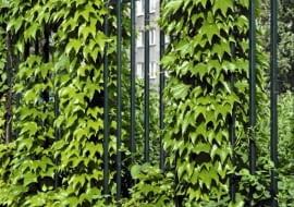 Encyklopedia roślin: Dachowkowato ulozone liscie winobluszczu trojklapo