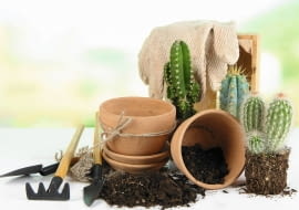 Kaktusy przesadzajmy w grubych rękawiczkach, by nie pokłuć się cierniami.
