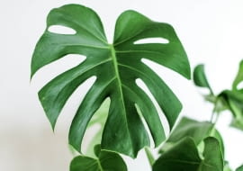 monstera
