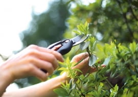 Krok po kroku: robimy sadzonki: 1. Materiał na sadzonki pobieramy, wycinając z krzewów tegoroczne przyrosty o długości 4-12 cm (im gęściej ułożone są liście, tym odcinki mogą być krótsze).