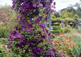 'Étoile Violette' z Grupy Viticella ma kwiaty o 4-6 płatkach i śr. 8 cm. Kwitnie: VI-IX, obficie VI-VII. Wspina się do 3 m, sprawdza się też jako roślina kobiercowa. Wymaga silnego cięcia.