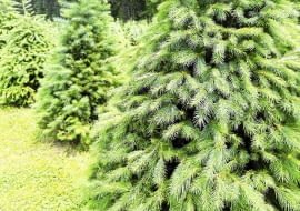 Sadząc drzewa, rozmieszczajmy je w odpowiednich odstępach.