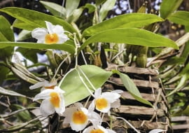 Dendrobium farmerii rosnące w ażurowym pojemniku.