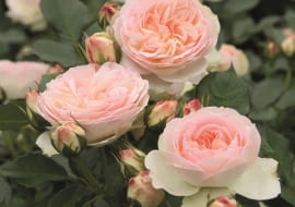 Róża ‘Pastella®’,