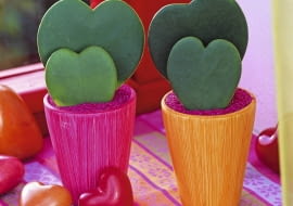 Hoya kerrii ( herzf^rmige Wachsblume ), oranger und pinker Becher, Herzen SLOWA KLUCZOWE: ZZZ Valentinstag Muttertag quer GAP 000 gr´n pink orange Farbe Fenster Herz Hoya Hoya kerii Sukkulente innen Zimmerpflanzen pflegeleicht Ostseite Westseite Fr´hling Portr t Topf