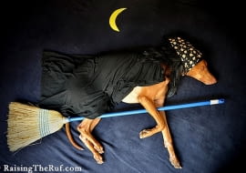 rufus, pies, o czym śni pies, sztuka, lifestyle, inspiracje, raising the tuf