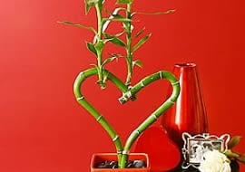 kwiaty na walentynki, bambus