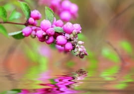 Owoce śnieguliczki Doorenbosa o średnicy do 1 cm dojrzewają jesienią. Ale uwaga: są trujące!