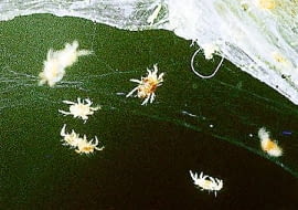 1 Przędziorki to maleńkie pajączki. Objawami ich żerowania są żółtawe plamki na liściach i delikatna pajęczynka. Liście zasychają i roślina przestaje kwitnąć.