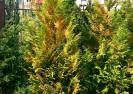 27.03.2003 WARSZAWA OGROD WIOSNA WIOSENNE PRACE PIELEGNACJA KONSERWACJA PORZADKI PO ZIMIE ROSLINY MROZ SZKODY MROZOWE DRZEWA KRZEWY IGLASTE CYPRYSIK CALA ROSLINA FOT PAWEL SLOMCZYNSKI / AGENCJA GAZETA