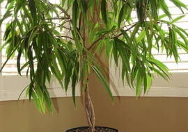 Fikus binnendijki ma bardzo wiele liści. Nie sposób każdy z nich myć z osobna