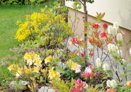 Azaliowa rabata w przedogródku pełna różnokolorowych odmian. Jest tu też lilak szczepiony na pniu.