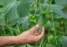 jesienny zbiór ogróków