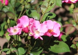 Róża 'Betty Prior'