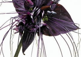 Kwiatostan takki składa się z kilkunastu drobnych kwiatów, czterech szerokich podkwiatków i licznych wąsów.