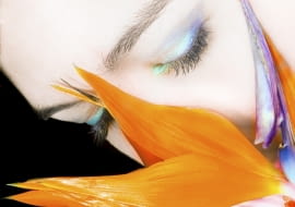 Strelicja, kwiaty cięte