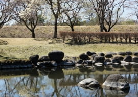 Kobushi magnolia w Japonii