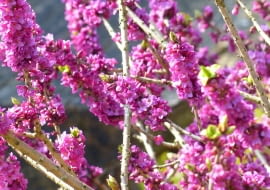 Wawrzynek wilczełyko