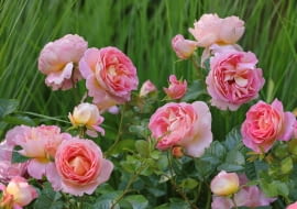 Róża ‘Wisława Szymborska©’ syn. ‘Dornburger Schlossrose’,